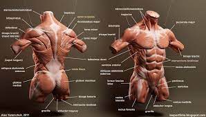 #anatomy muscles lower abdomen #female torso muscle anatomy #male torso muscle anatomy #muscle anatomy abdomen #muscular knee muscle anatomy diagram 12 photos of the knee muscle anatomy diagram knee muscle anatomy diagram, human muscles, knee muscle. Alex Yaremchuk Animation Zbrush Game Artist Animation Tutorials Collection Male Torso Anatomy Anatomy Anatomy Reference
