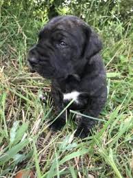 All the puppies are vaccinated and dewormed. Great Dane Puppies For Sale In Oh Lancaster Puppies