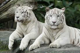 Gambar harimau hitam putih aneka gambar kualitas hd. 32 Ide Harimau Putih Harimau Putih Harimau Binatang Buas