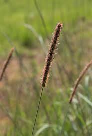 Image result for Setaria sphacelata