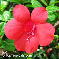 Image result for Barleria galpinii