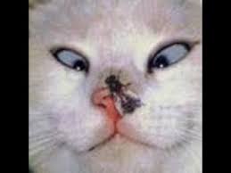 Try Not To Laugh Challenge Funny Cats And Dogs Try Not To Laugh Challenge Funny Cats 2020 Https Www Youtube Com Watch V Assgjwejszc In 2020 Funny Cute Cats Funny Cats Funny Cat Fails