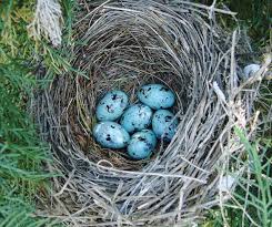 Birds That Lay Blue Eggs On The Ground Common Grackle Nest And Eggs Grackle Bird Eggs Eggs