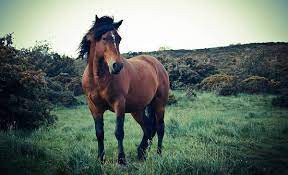 We did not find results for: The 10 Most Beautiful Horse Breeds In The World I Love Nature