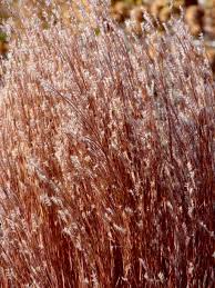 Image result for Stolzia compacta