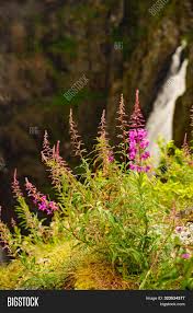 Bee balm (monarda didyma) bee balm, or wild bergamot, is a tall, attractive perennial with whorls of tubular flowers that add a bold punch of color to the late summer garden. Tall Purple Flowers Image Photo Free Trial Bigstock