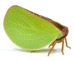 Image result for Rhamphicarpa brevipedicellata