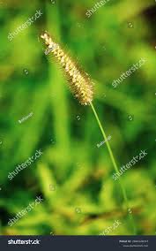 Image result for Setaria pumila