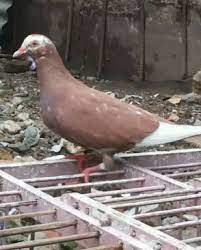 Vlog penjual burung merpati kolong meja, dengan harga paling murah 20ribu sampai paling mahal 3juta. Burung Dara Betina Super Besar Jual Beli Hewan Jadi Mudah