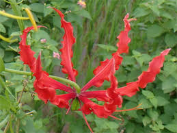 Image result for Colchicaceae