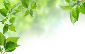 Find images of leaf background. Wallpaper Leaves Background Tree Green Leaves Leaf Branch Background Leaves Tree Leaf Branch Green Leaves Images For Desktop Section Priroda Download