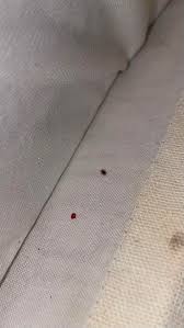 Image result for bedbugs on mattress