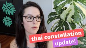 Maybe you would like to learn more about one of these? How To Prevent Brown Spots On Monstera Thai Constellation Youtube