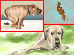Sometimes, the first sign of jaundice is darkening of the urine from bilirubin. How To Spot Signs Of Pancreatitis In Dogs 9 Steps With Pictures