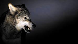 Angry Wolf Wallpapers Angry Wolf Wallpapers Wolf Wallpaper Angry Wolf Angry Wallpapers
