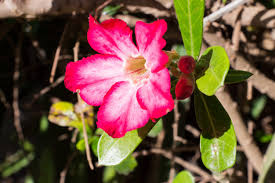 アザレアの花赤い花の花弁は葉の色が緑色です プレミアム写真