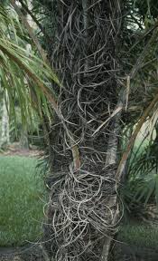 Image result for Raphia gentiliana