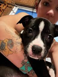 Pit pup for rehoming in Adairsville GA