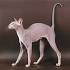 Peterbald Kittens For Sale by Reputable Breeders ...