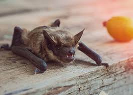Once you come for the history you'll end up learning more about conservation. the u.s. Colorado Rid A Critter Animal And Pest Removal Canon City Co