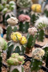 To state the obvious, cacti require special handling. Growing Cactus Plants In Cold Winter Climates Better Homes Gardens