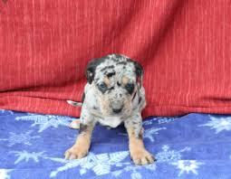 $60 value.chicken pro plan,free bed, leashes. Catahoula Puppies For Sale Craigslist