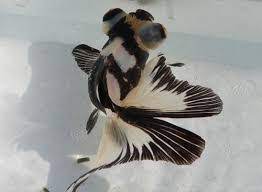 Where can i buy a butterfly eye goldfish? Panda Butterflytail Goldfish The Aquarium Factory