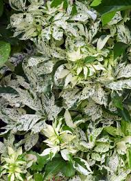 Maybe you would like to learn more about one of these? Fascinating Plants With Variegated Foliage Garden Gate