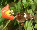 Image result for Psychotria linearisepala