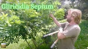 Image result for Gliricidia