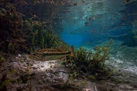 It boasts picturesque views in a. Usa Florida Santa Fe River Largemouth Bass Stockfoto