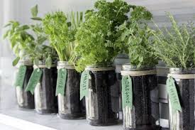 9 ways to add more houseplants to your home