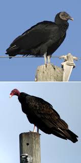 They are also found in grasslands, pastures, and. Usda Aphis Species