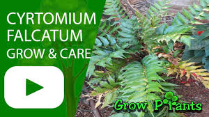 Maybe you would like to learn more about one of these? Cyrtomium Falcatum Grow Care Japanese Holly Fern Youtube