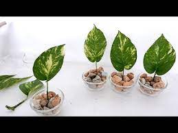 Up to 4 feet tall. Creative Single Leaf Money Plants On Vertical Wood Panel For Bedroom Or Living Room Wall Decor Youtube Plants Money Plant Indoor Water Garden