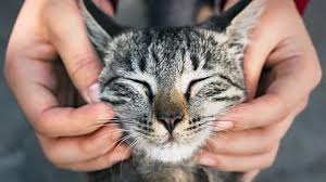 ‪Why do we think cats are unfriendly?‬‏