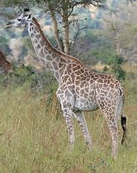 Ada banyak topik yang bisa kita gunakan dalam deskripsi. Jerapah Wikipedia Bahasa Indonesia Ensiklopedia Bebas