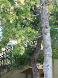 Image result for Afrocarpus falcatus