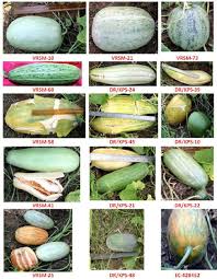 Image result for Cucumis melo