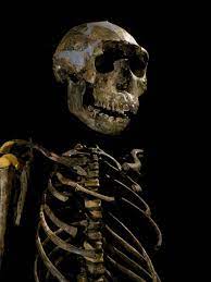 According to the smithsonian national museum of natural history, his skeleton has taught researchers about the body size and shape and. Turkana Boy National Geographic Society