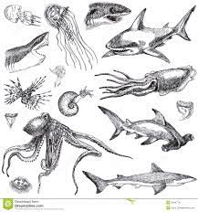 Sea Creatures Drawing Sea Creatures Art Sea Life Tattoos