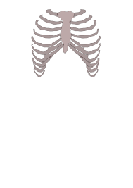 See more ideas about rib cage, anatomy, human anatomy. File Rib Cage Anterior Svg Wikimedia Commons