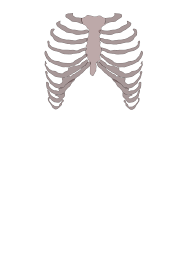 In this video we discuss the structure of the rib cage or thoracic cage. File Rib Cage Anterior Svg Wikimedia Commons