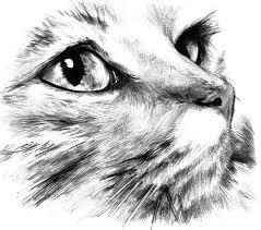 Black And White Cat Drawing Face Cat Drawing Cats Fanart Cat Face Drawing Animal Drawings Cat Drawing