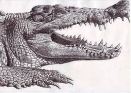 Crocodile Realistic Pencil Drawing Realistic Animal Drawings Drawing Artwork Realistic Pencil Drawings