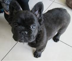 Click here to watch fluffy in action! Long Haired French Bulldog Puppies Askfrenchie Com