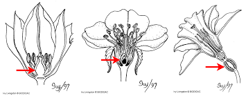 Classification of flowers based on position of ovary. Flowers Digital Atlas Of Ancient Life