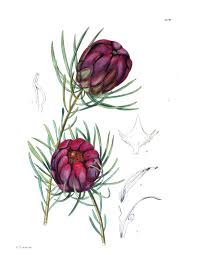 Image result for Triaspis hypericoides