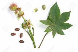Maybe you would like to learn more about one of these? Flower And Leaf Of The Castor Plant Before A White Background With Castor Oil Capsules For Oral Use In Cases Of Constipation An Some Seeds Stock Photo Picture And Royalty Free Image