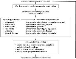 Understanding the impact of ecm remodeling on cardiac cells during heart failure (hf) is essential to prevent adverse ventricular remodeling and restore organ functionality in affected patients. Molecular Pathogenesis Of Myocardial Remodeling And New Potential Therapeutic Targets In Chronic Heart Failure Italian Journal Of Pediatrics Full Text